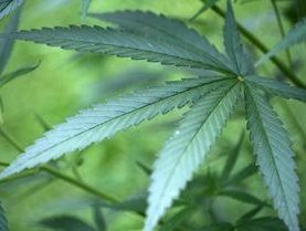 Drogue : 14 personnes arrêtées Drogue : 14 personnes arrêtées