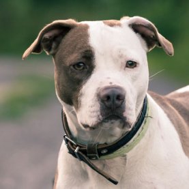 Christiane Vadnais n'a PAS été tuée par un pitbull! Christiane Vadnais n'a PAS été tuée par un pitbull!