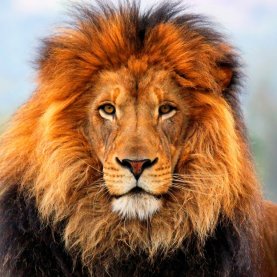 Une employée du zoo de Granby attaquée par un lion