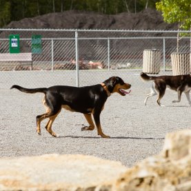 Déménagement en vue pour le parc à chiens de Pointe-aux-lièvres? Déménagement en vue pour le parc à chiens de Pointe-aux-lièvres?