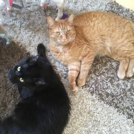 Plus de 2 millions de chats au Québec Plus de 2 millions de chats au Québec
