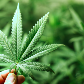 Cannabis : réseau de distribution privé au Québec Cannabis : réseau de distribution privé au Québec