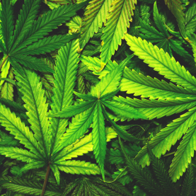 Qui fume de la marijuana? Qui fume de la marijuana?