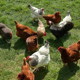 Les poules légales à Saint-Augustin cet été ! Les poules légales à Saint-Augustin cet été !