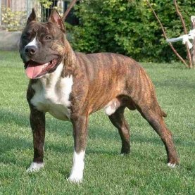 Recul sur les chiens dangereux Recul sur les chiens dangereux