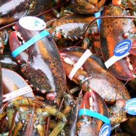 Homard : le prix pourrait grimper rapidement Homard : le prix pourrait grimper rapidement