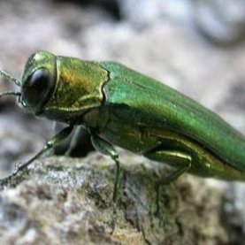 L'agrile du frêne détecté à Lévis