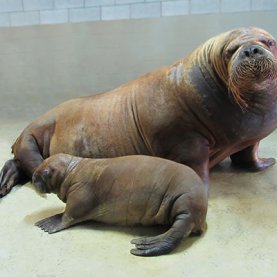Une autre naissance d'un bébé morse à venir à l'Aquarium du Québec Une autre naissance d'un bébé morse à venir à l'Aquarium du Québec