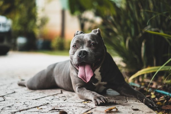 Chiens dangereux: la Ville de Québec veut resserrer sa réglementation Chiens dangereux: la Ville de Québec veut resserrer sa réglementation
