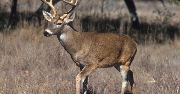 Une amende salée pour un braconnier de la Beauce