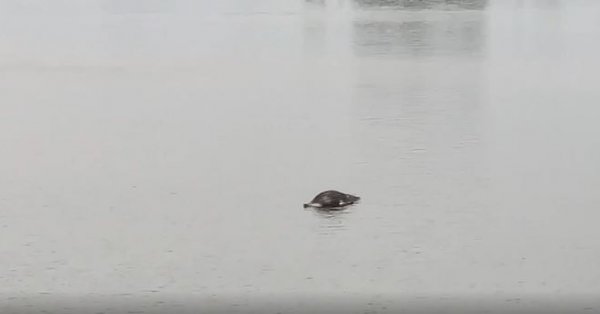 Fin tragique pour la baleine qui avait réussi à rejoindre Montréal