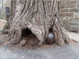 UN ARBRE DEVENU CÉLÈBRE SERA ABATTU À QUÉBEC UN ARBRE DEVENU CÉLÈBRE SERA ABATTU À QUÉBEC