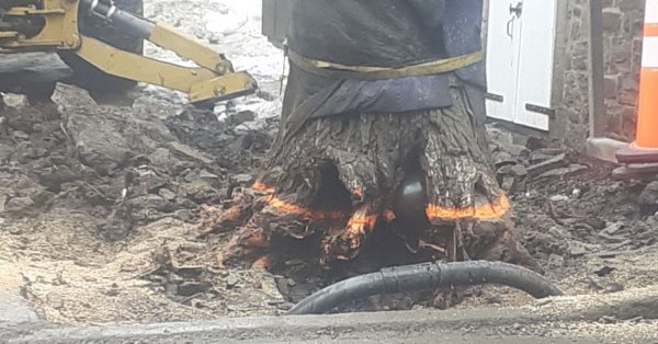 l'ARBRE AU BOULET DE LA RUE SAINT-LOUIS N'EST PLUS