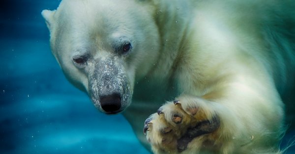 L'AQUARIUM DU QUÉBEC PERD L'UN DE SES PLUS VIEUX PENSIONNAIRES L'AQUARIUM DU QUÉBEC PERD L'UN DE SES PLUS VIEUX PENSIONNAIRES