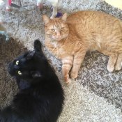 Plus de 2 millions de chats au Québec Plus de 2 millions de chats au Québec