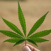 Légalisation du pot : les consommateurs réguliers inquiets Légalisation du pot : les consommateurs réguliers inquiets
