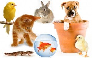 Top 10 des animaux domestiques les plus populaires