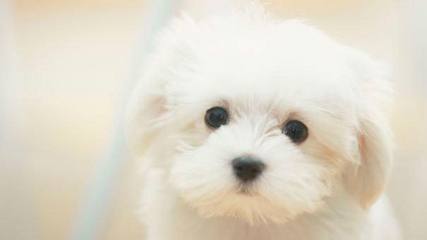 LE CHIEN QUI PARLE !